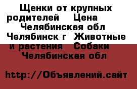 Щенки от крупных родителей. › Цена ­ 300 - Челябинская обл., Челябинск г. Животные и растения » Собаки   . Челябинская обл.